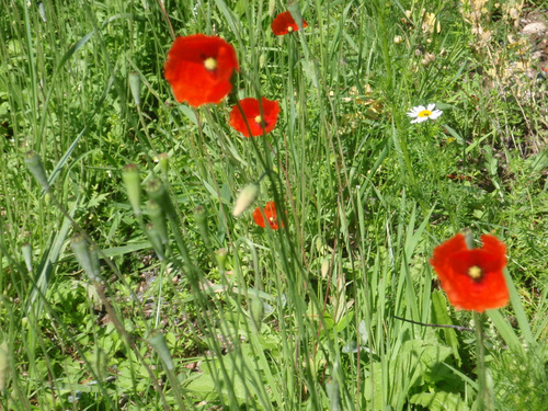 Wild Poppies.